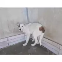 Foto dell\'animale COMUNE DI TERZIGNO - 380260043762202